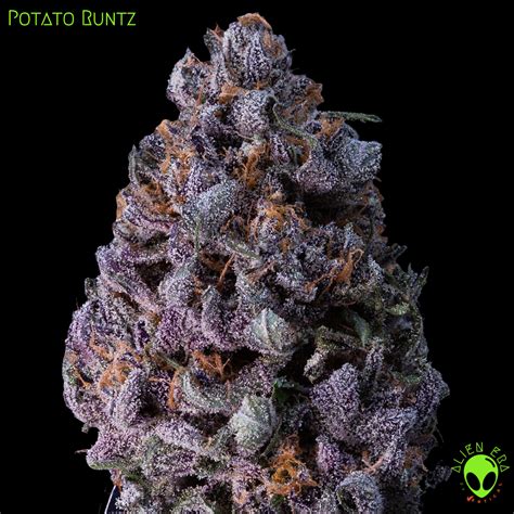 THC concentration of between 18 and 25, responsible for the strains evenly balanced effects. . Potato runtz strain